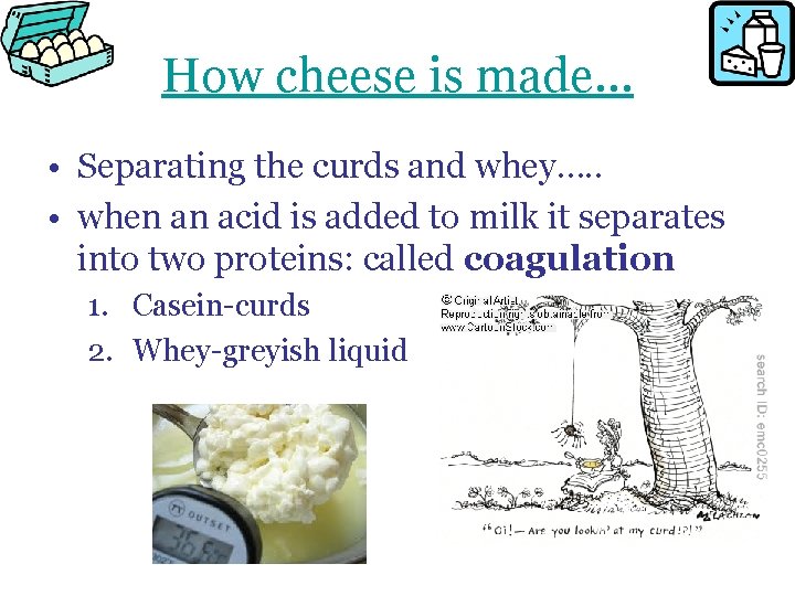 How cheese is made… • Separating the curds and whey…. . • when an