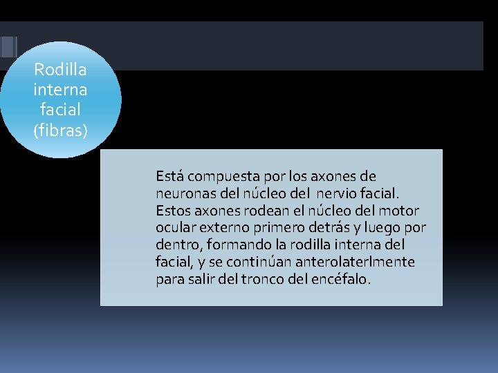 Rodilla interna facial (fibras) Está compuesta por los axones de neuronas del núcleo del