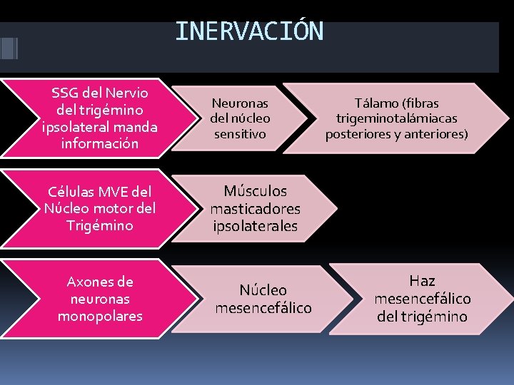 INERVACIÓN SSG del Nervio del trigémino ipsolateral manda información Neuronas del núcleo sensitivo Células