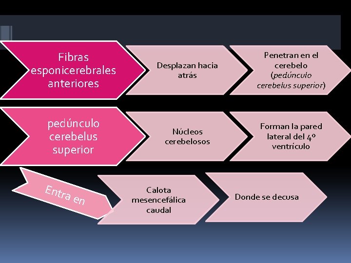 Fibras esponicerebrales anteriores Desplazan hacia atrás Penetran en el cerebelo (pedúnculo cerebelus superior) pedúnculo