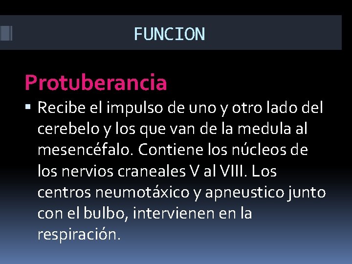 FUNCION Protuberancia Recibe el impulso de uno y otro lado del cerebelo y los