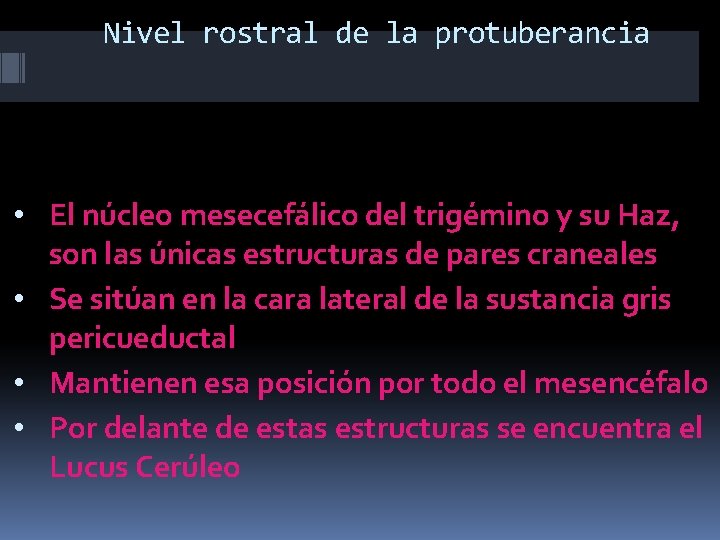 Nivel rostral de la protuberancia • El núcleo mesecefálico del trigémino y su Haz,
