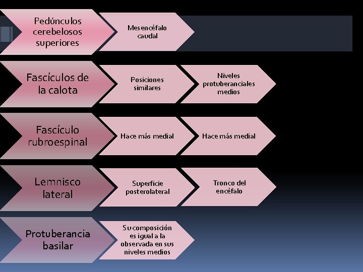 Pedúnculos cerebelosos superiores Mesencéfalo caudal Fascículos de la calota Posiciones similares Niveles protuberanciales medios