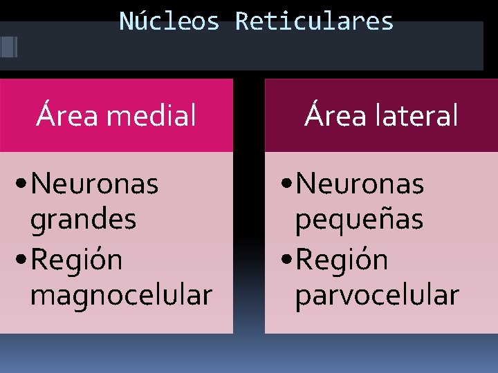 Núcleos Reticulares Área medial • Neuronas grandes • Región magnocelular Área lateral • Neuronas