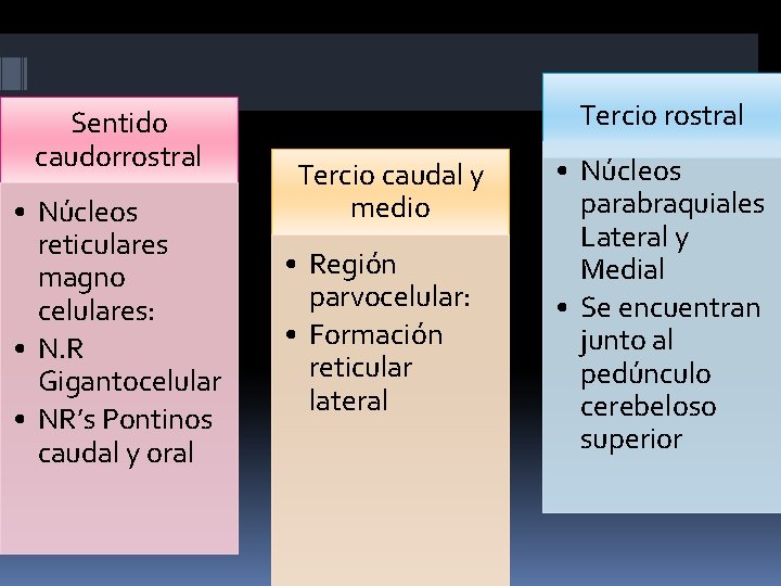 Sentido caudorrostral • Núcleos reticulares magno celulares: • N. R Gigantocelular • NR’s Pontinos