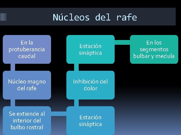 Núcleos del rafe En la protuberancia caudal Estación sináptica Núcleo magno del rafe Inhibición