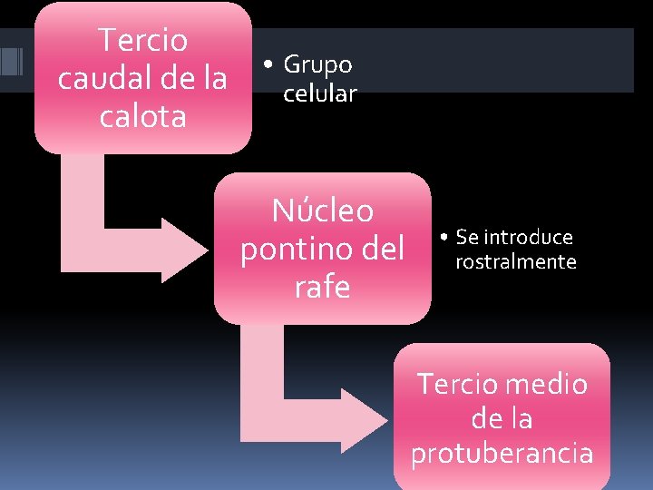 Tercio caudal de la calota • Grupo celular Núcleo pontino del rafe • Se