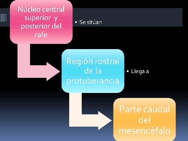 Núcleo central superior y posterior del rafe • Se sitúan Región rostral de la