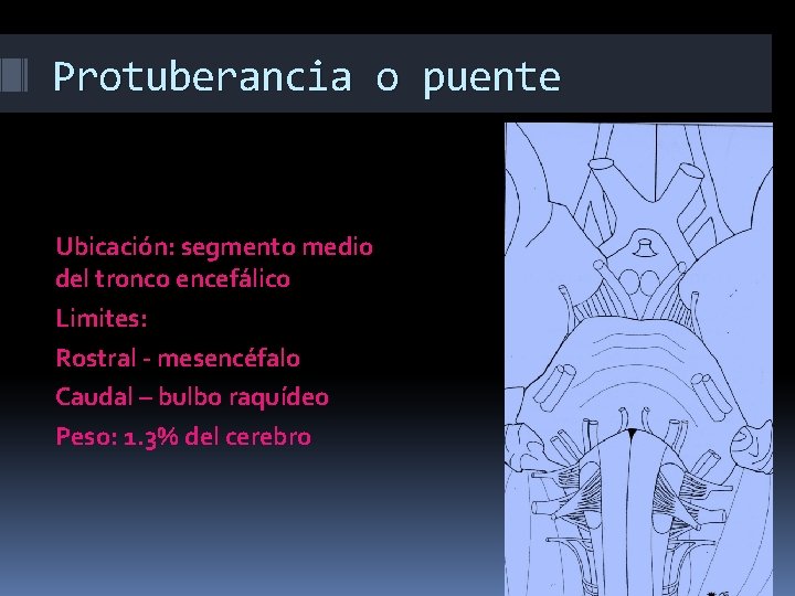 Protuberancia o puente Ubicación: segmento medio del tronco encefálico Limites: Rostral - mesencéfalo Caudal