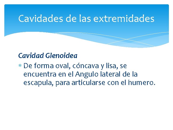 Cavidades de las extremidades Cavidad Glenoidea De forma oval, cóncava y lisa, se encuentra