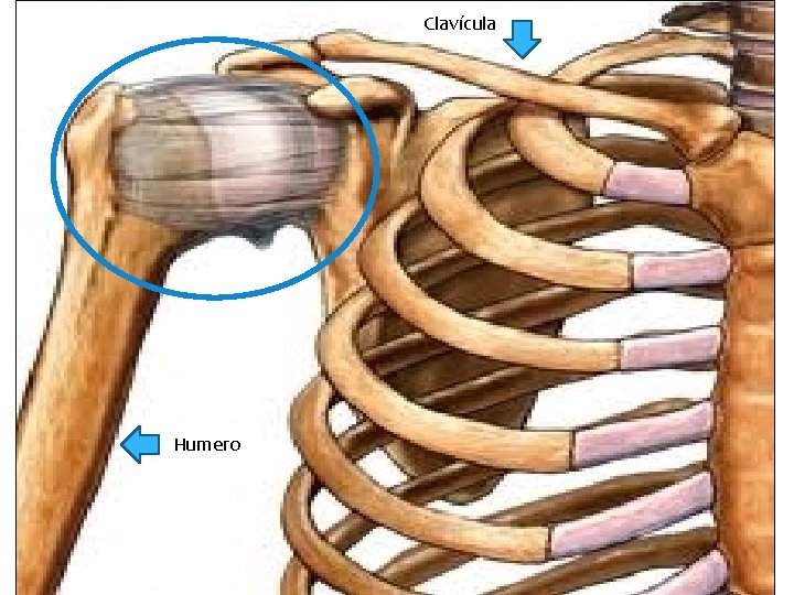 Clavícula Humero 