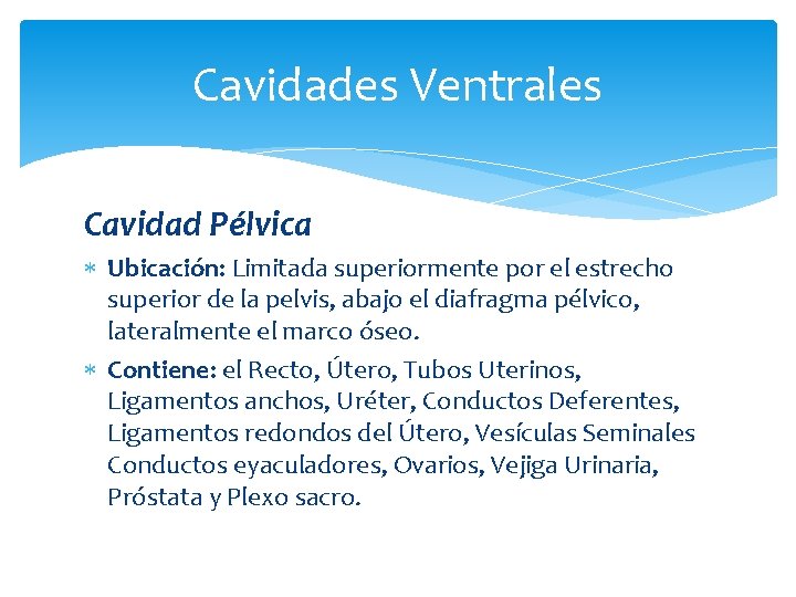 Cavidades Ventrales Cavidad Pélvica Ubicación: Limitada superiormente por el estrecho superior de la pelvis,