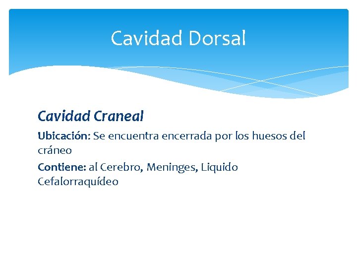 Cavidad Dorsal Cavidad Craneal Ubicación: Se encuentra encerrada por los huesos del cráneo Contiene: