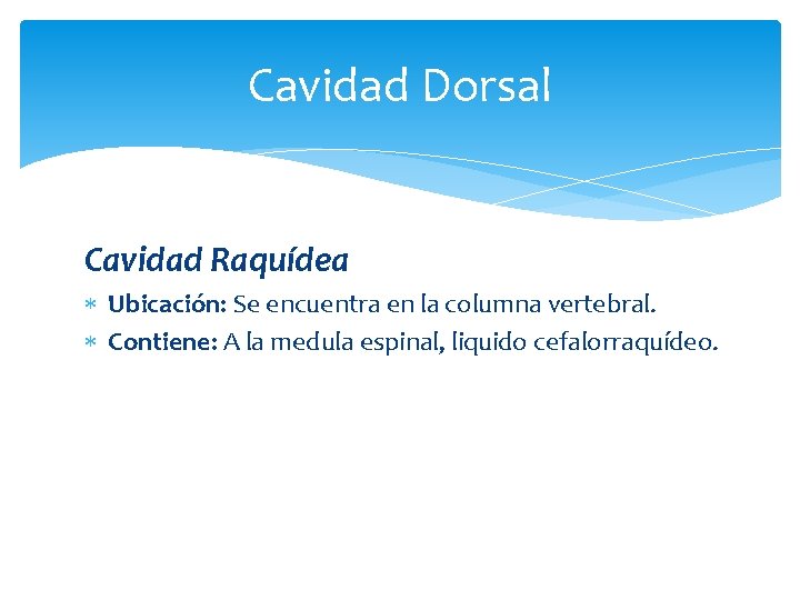 Cavidad Dorsal Cavidad Raquídea Ubicación: Se encuentra en la columna vertebral. Contiene: A la