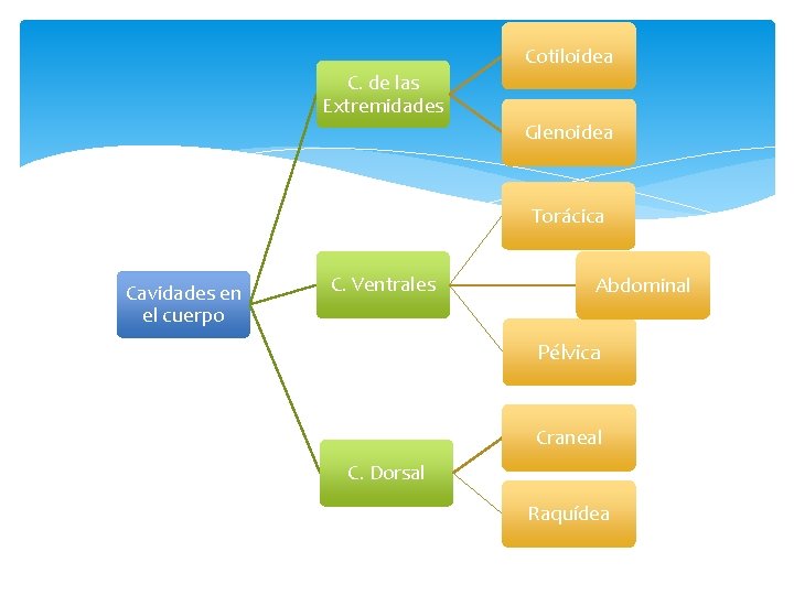 Cotiloidea C. de las Extremidades Glenoidea Torácica Cavidades en el cuerpo C. Ventrales Abdominal