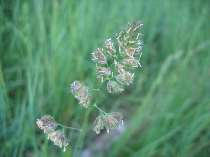 Dactylis + Olea Paralelo ADCCP Adultos (25 A/28 Pl) RAE y Asma Eficacia +