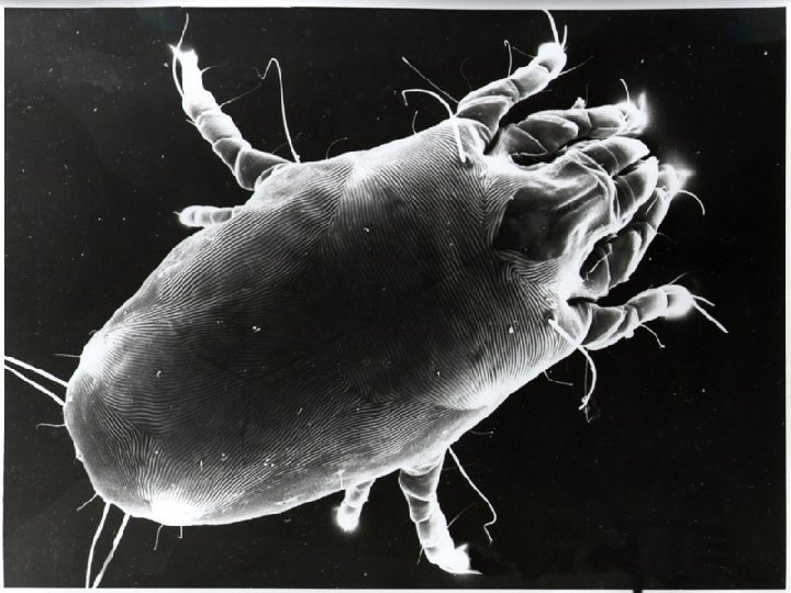 D. Pteronnyssinus/D. Farinae Paralelo AAC Adultos (22 A/11 Pl) Asma Eficacia + Rapidez Efecto