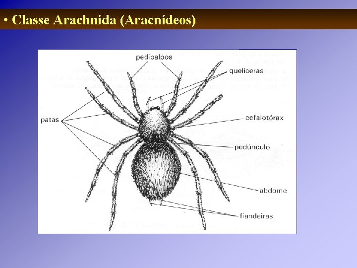 • Classe Arachnida (Aracnídeos) • Classe Arachnida (Aracnídeos)