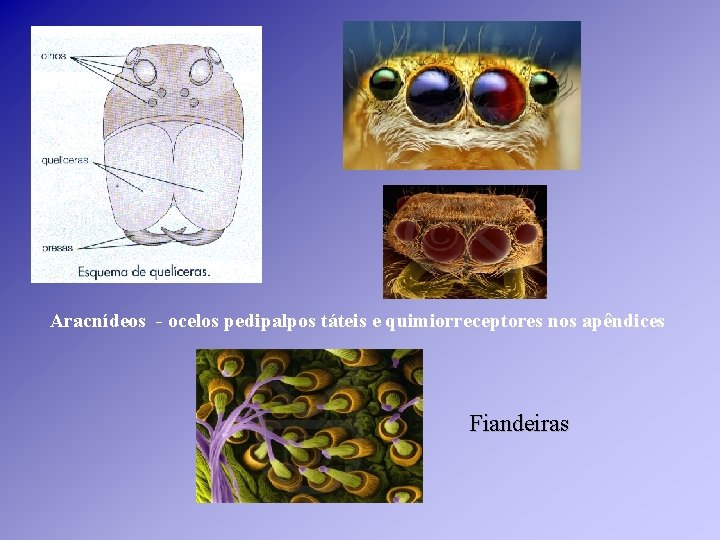 Aracnídeos - ocelos pedipalpos táteis e quimiorreceptores nos apêndices Fiandeiras Aracnídeos - ocelos pedipalpos táteis e quimiorreceptores nos apêndices Fiandeiras