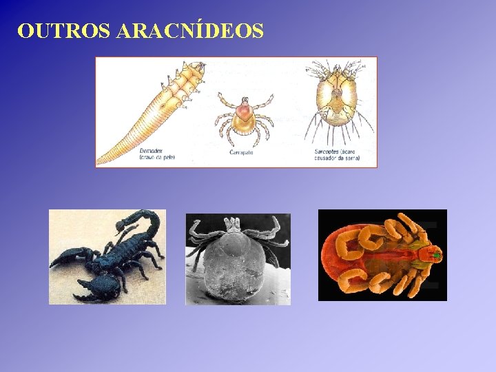 OUTROS ARACNÍDEOS OUTROS ARACNÍDEOS