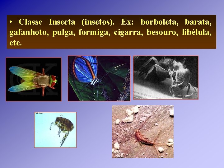 • Classe Insecta (insetos). Ex: borboleta, barata, gafanhoto, pulga, formiga, cigarra, besouro, libélula, • Classe Insecta (insetos). Ex: borboleta, barata, gafanhoto, pulga, formiga, cigarra, besouro, libélula,