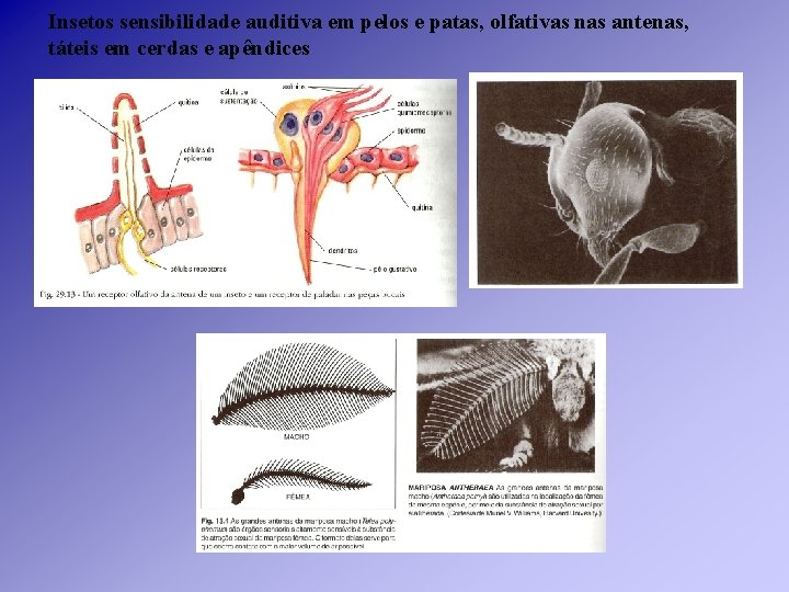 Insetos sensibilidade auditiva em pelos e patas, olfativas nas antenas, táteis em cerdas e Insetos sensibilidade auditiva em pelos e patas, olfativas nas antenas, táteis em cerdas e