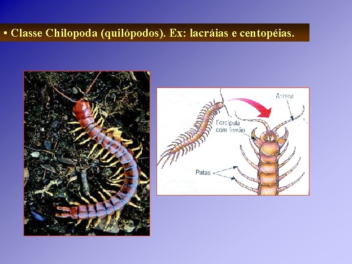 • Classe Chilopoda (quilópodos). Ex: lacráias e centopéias. • Classe Chilopoda (quilópodos). Ex: lacráias e centopéias.