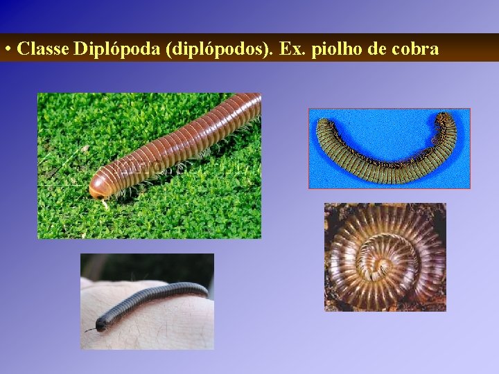 • Classe Diplópoda (diplópodos). Ex. piolho de cobra • Classe Diplópoda (diplópodos). Ex. piolho de cobra