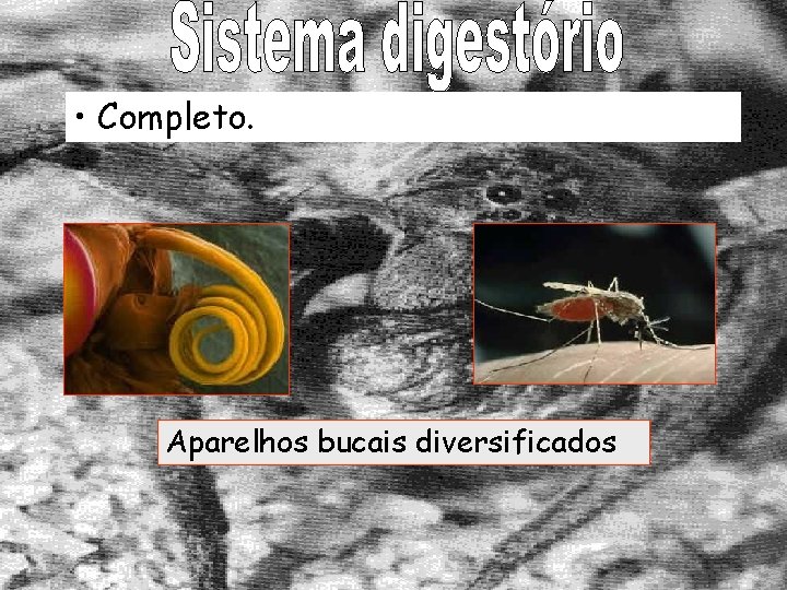 • Completo. Aparelhos bucais diversificados • Completo. Aparelhos bucais diversificados