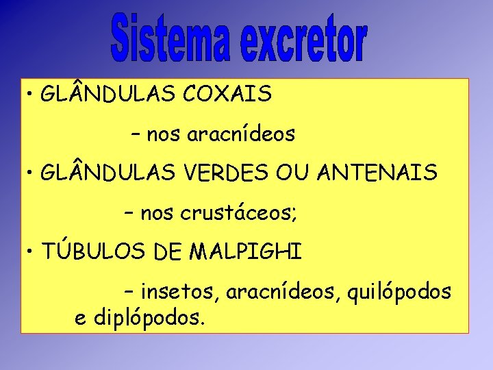 • GL NDULAS COXAIS – nos aracnídeos • GL NDULAS VERDES OU ANTENAIS • GL NDULAS COXAIS – nos aracnídeos • GL NDULAS VERDES OU ANTENAIS