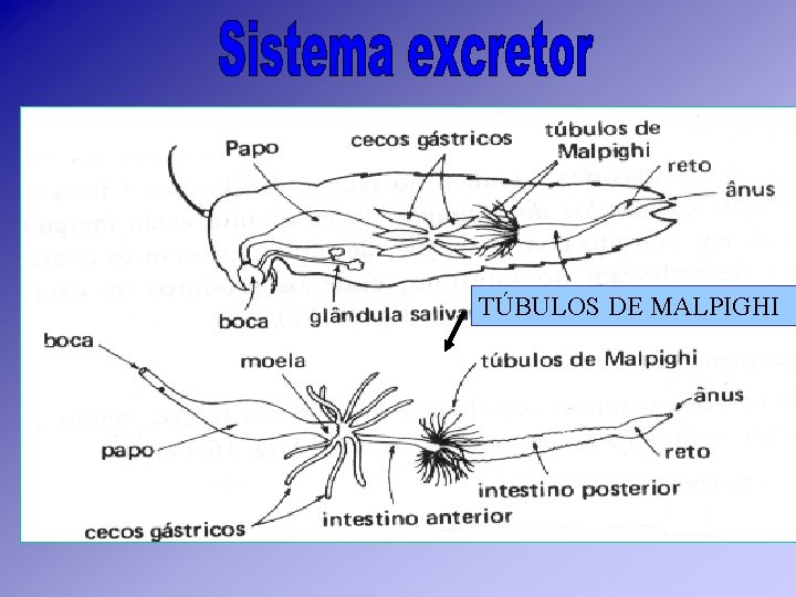 TÚBULOS DE MALPIGHI TÚBULOS DE MALPIGHI