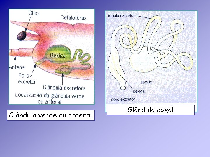 Glândula verde ou antenal Glândula coxal Glândula verde ou antenal Glândula coxal