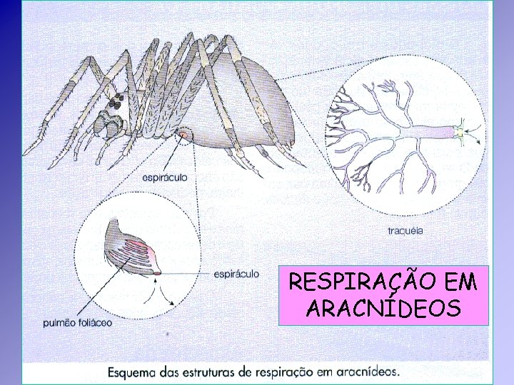 RESPIRAÇÃO EM ARACNÍDEOS RESPIRAÇÃO EM ARACNÍDEOS