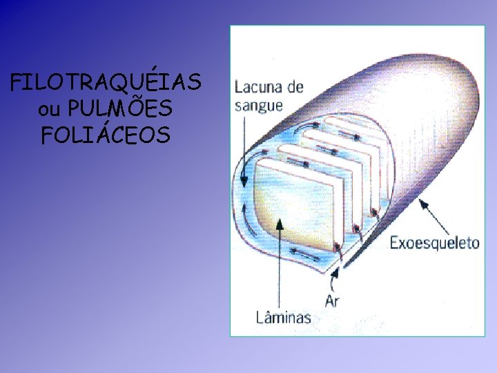 FILOTRAQUÉIAS ou PULMÕES FOLIÁCEOS FILOTRAQUÉIAS ou PULMÕES FOLIÁCEOS