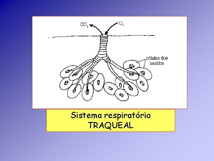 Sistema respiratório TRAQUEAL Sistema respiratório TRAQUEAL