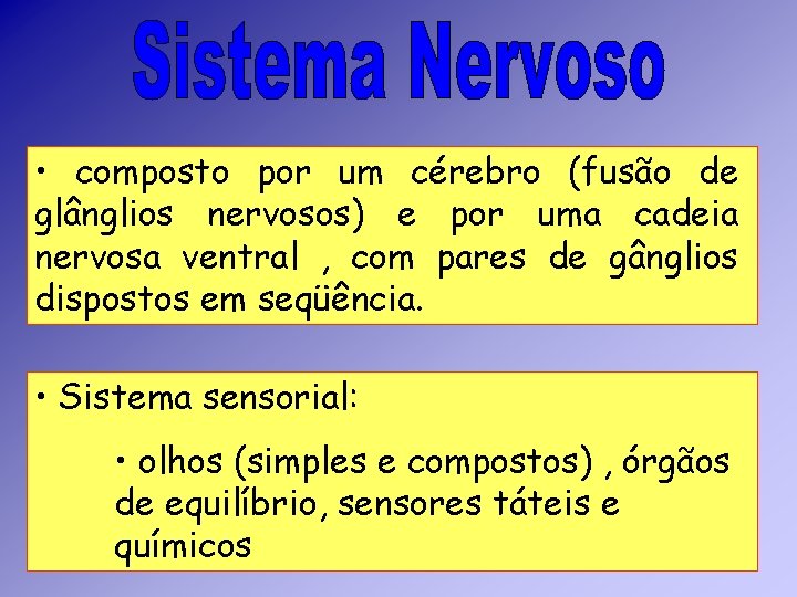 • composto por um cérebro (fusão de glânglios nervosos) e por uma cadeia • composto por um cérebro (fusão de glânglios nervosos) e por uma cadeia