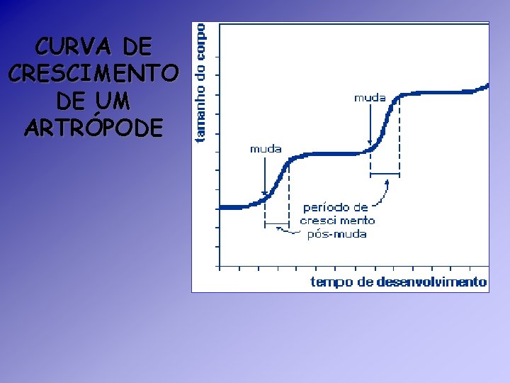 CURVA DE CRESCIMENTO DE UM ARTRÓPODE CURVA DE CRESCIMENTO DE UM ARTRÓPODE