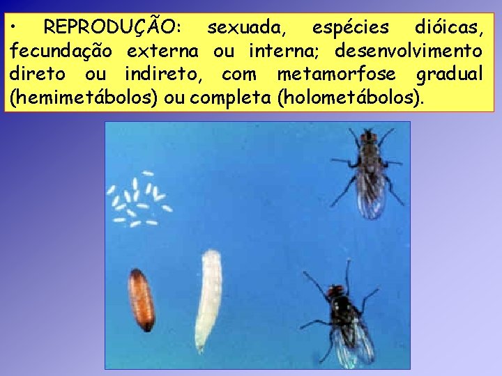• REPRODUÇÃO: sexuada, espécies dióicas, fecundação externa ou interna; desenvolvimento direto ou indireto, • REPRODUÇÃO: sexuada, espécies dióicas, fecundação externa ou interna; desenvolvimento direto ou indireto,