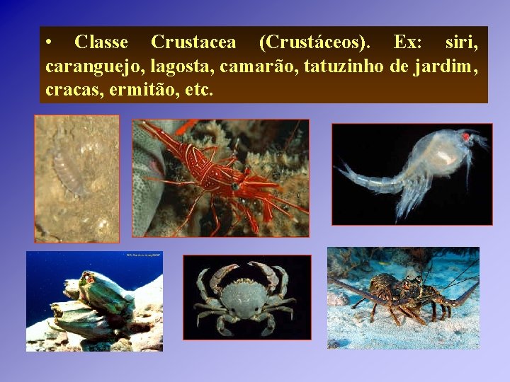• Classe Crustacea (Crustáceos). Ex: siri, caranguejo, lagosta, camarão, tatuzinho de jardim, cracas, • Classe Crustacea (Crustáceos). Ex: siri, caranguejo, lagosta, camarão, tatuzinho de jardim, cracas,