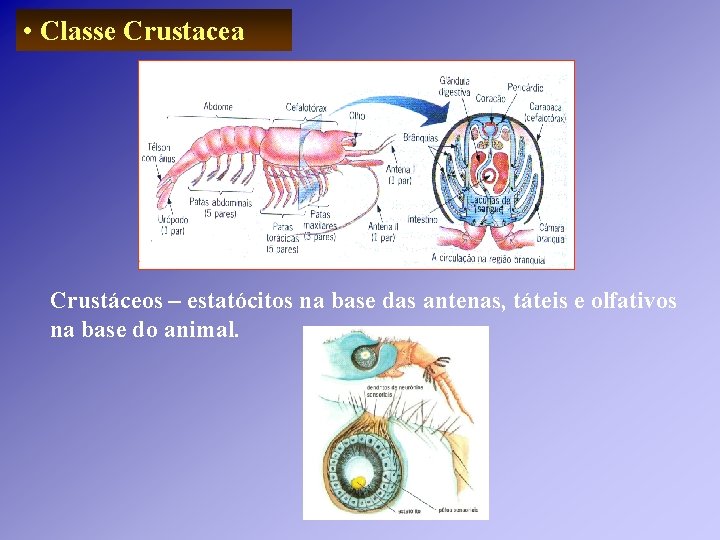• Classe Crustacea Crustáceos – estatócitos na base das antenas, táteis e olfativos • Classe Crustacea Crustáceos – estatócitos na base das antenas, táteis e olfativos
