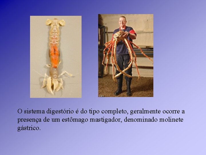 O sistema digestório é do tipo completo, geralmente ocorre a presença de um estômago O sistema digestório é do tipo completo, geralmente ocorre a presença de um estômago