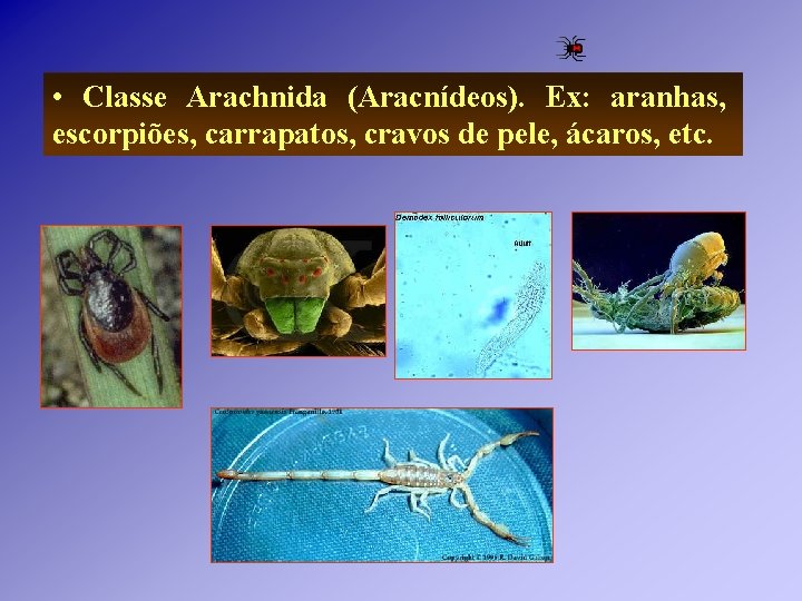 • Classe Arachnida (Aracnídeos). Ex: aranhas, escorpiões, carrapatos, cravos de pele, ácaros, etc. • Classe Arachnida (Aracnídeos). Ex: aranhas, escorpiões, carrapatos, cravos de pele, ácaros, etc.