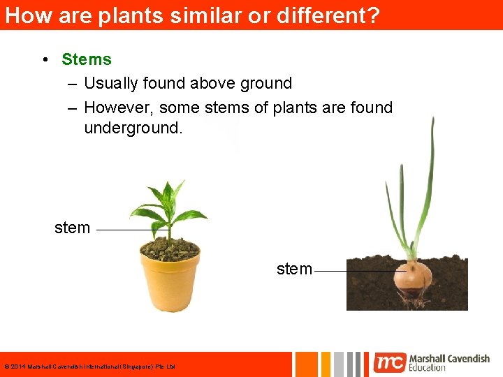 How are plants similar or different? • Stems – Usually found above ground –