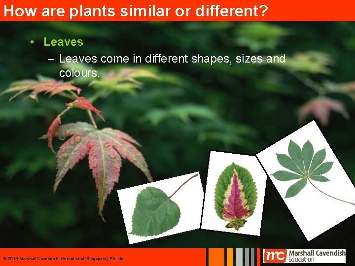 How are plants similar or different? • Leaves – Leaves come in different shapes,