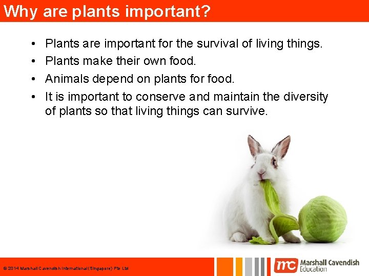 Why are plants important? • • Plants are important for the survival of living