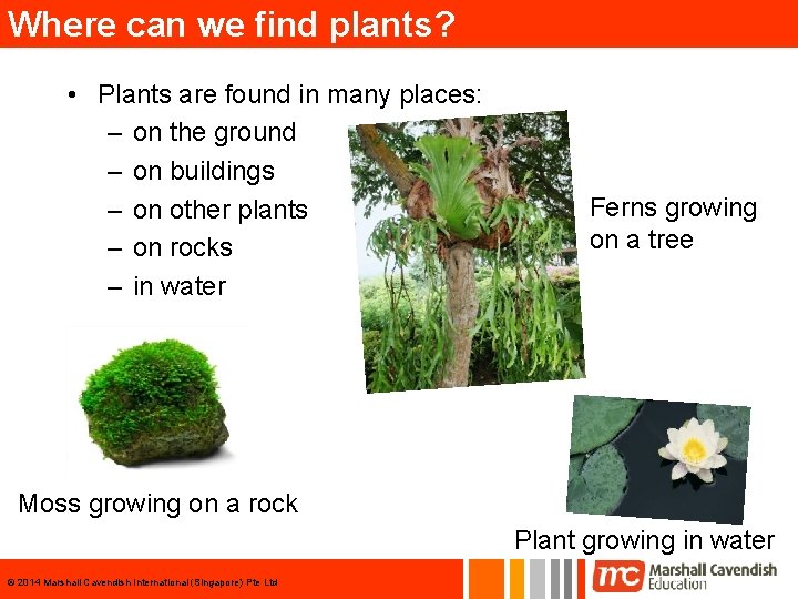 Where can we find plants? • Plants are found in many places: – on