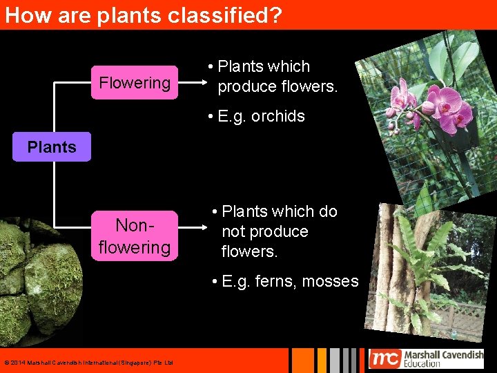 How are plants classified? Flowering • Plants which produce flowers. • E. g. orchids