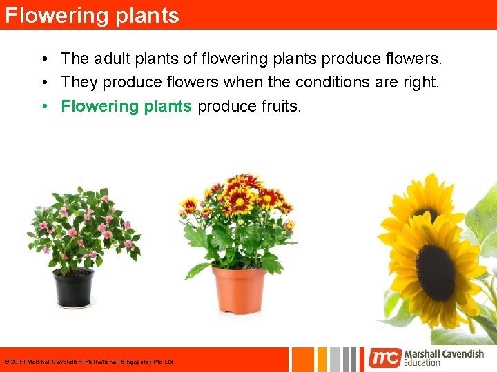 Flowering plants • The adult plants of flowering plants produce flowers. • They produce