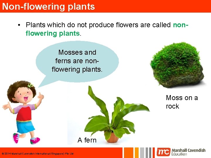 Non-flowering plants • Plants which do not produce flowers are called nonflowering plants. Mosses