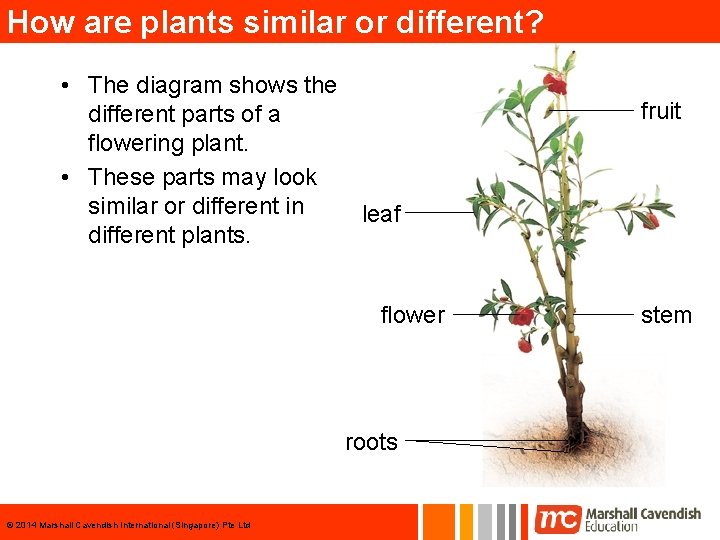 How are plants similar or different? • The diagram shows the different parts of